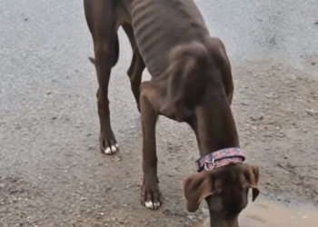 A1304022_He Found A Starving Dog Drinking From A Muddy Puddle �#wholesome #animals #love #rescue #dog