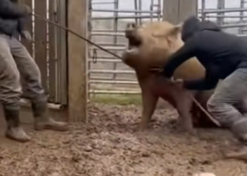A1304021_He Reunited the Mother and Baby Who Were Torn Apart ❤️#animal #rescue #wholesome #pig #piglet