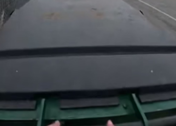 A1304020_He Found A Mother Dog Giving Birth In The Trash �#wholesome #animals #rescue #love #dog