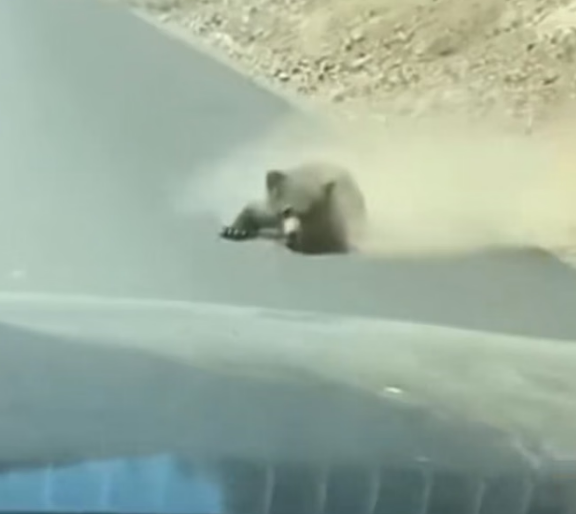 A1304001_I Saved This Little Bear and This Happened